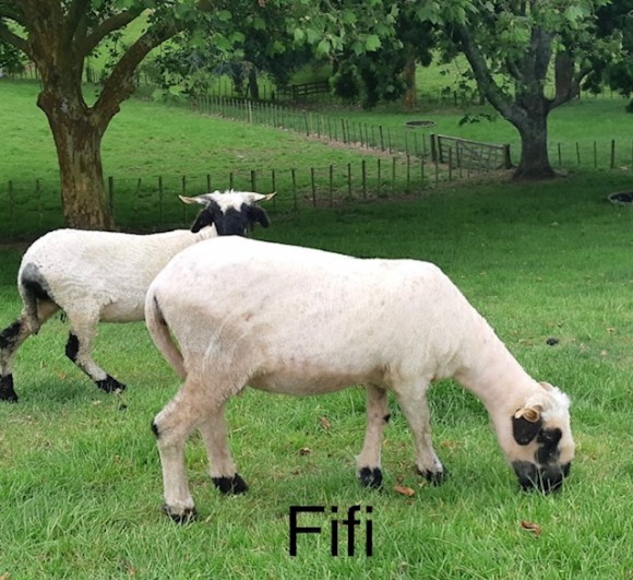 KV Fifi