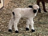 Belle Fourche Prudence (click for more info) Belle Fourche Prudence