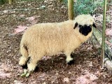 Belle Fourche M Yolande (click for more info) Belle Fourche M Yolande