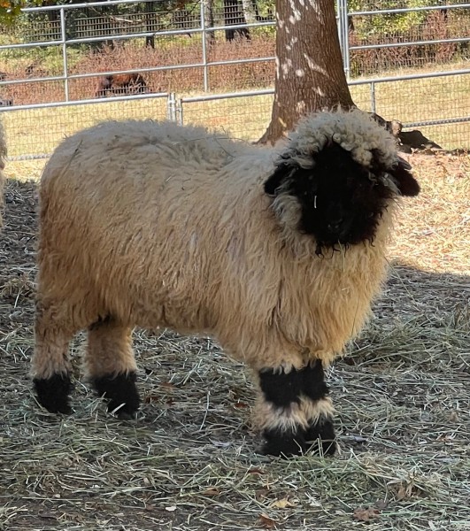 Belle Fourche V541 M Hedwige