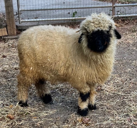 Belle Fourche V530 M Ivette