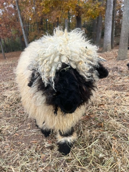 Belle Fourche V528 M Alouette