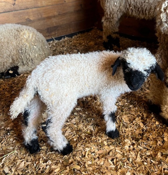 Belle Fourche V563 M Gordon Ramsey