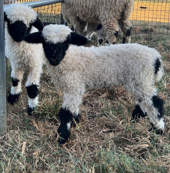 Belle Fourche V562 M Heloise