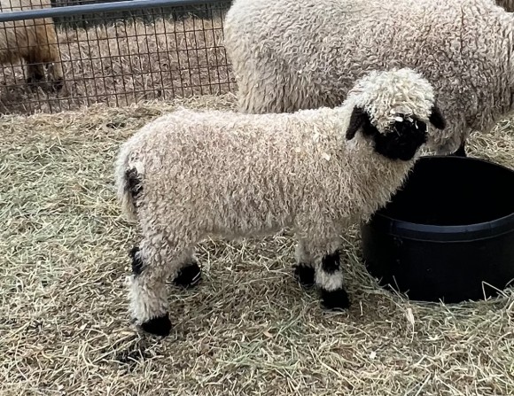 Belle Fourche V450 Lennox