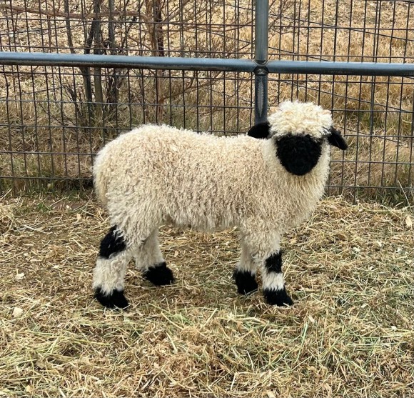 Belle Fourche V561 M Margot