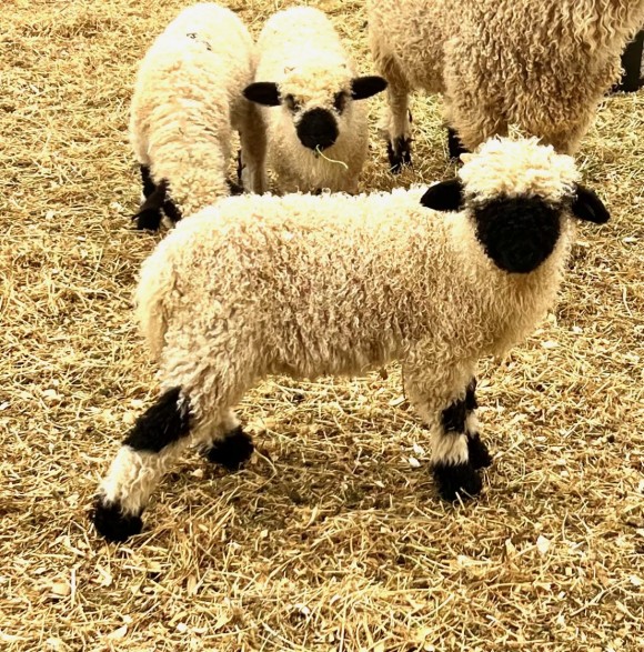 Belle Fourche V564 M Mont Blanc