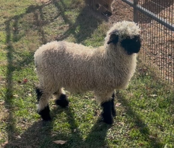 Belle Fourche V562 M Heloise