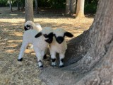 Pet Wethers!