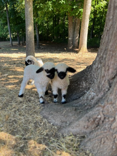 Pet Wethers!