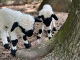 Pet Wethers!